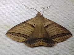 Perasia helvina