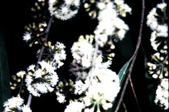Eucalyptus propinqua