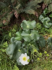 Ranunculus lyallii