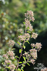 Salpianthus arenarius