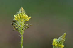 Bulbine narcissifolia