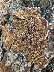 Trichaptum fuscoviolaceum