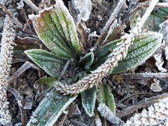 Plantago australis
