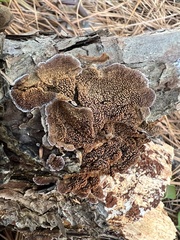 Trichaptum fuscoviolaceum