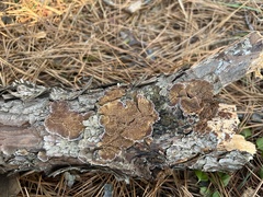 Trichaptum fuscoviolaceum