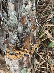 Trichaptum fuscoviolaceum