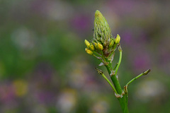 Bulbine narcissifolia
