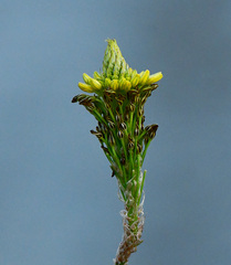 Bulbine narcissifolia