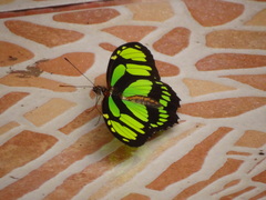 Philaethria dido