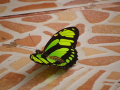 Philaethria dido