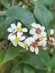 Asteraceae