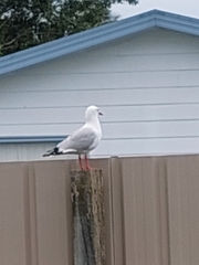 Chroicocephalus novaehollandiae scopulinus