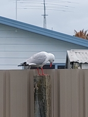 Chroicocephalus novaehollandiae scopulinus
