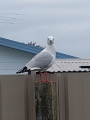 Chroicocephalus novaehollandiae scopulinus
