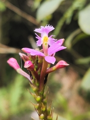 Epidendrum arachnoglossum