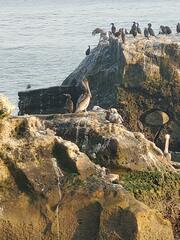 Pelecanus occidentalis