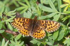 Boloria freija