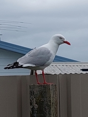 Chroicocephalus novaehollandiae scopulinus