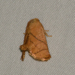 Apoda y-inversa