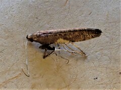 Caloptilia chalcodelta