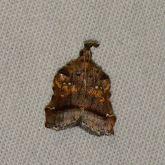 Clydonopteron sacculana
