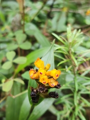 Elleanthus aurantiacus