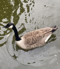Branta canadensis