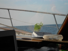 Solanum lycopersicum