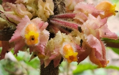 Glossoloma ichthyoderma