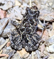 Platyplectrum ornatum