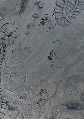 Urocyon cinereoargenteus