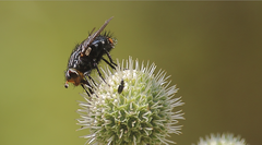 Chiloepalpus callipygus