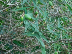 Passiflora misera
