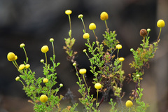 Oncosiphon pilulifer