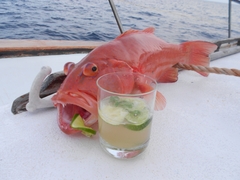 Plectropomus leopardus