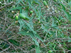 Passiflora misera