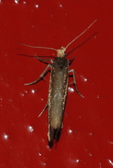 Ypsolopha parenthesella