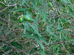 Passiflora misera