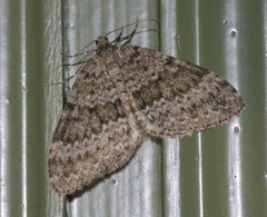 Entephria caesiata