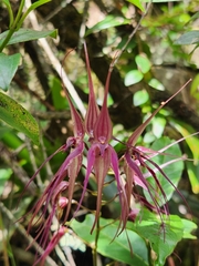Pleurothallis phalangifera
