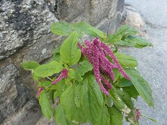 Amaranthus caudatus