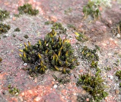 Orthotrichum anomalum