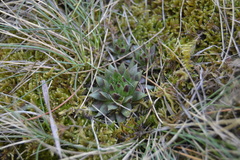 Sempervivum globiferum