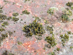 Orthotrichum anomalum