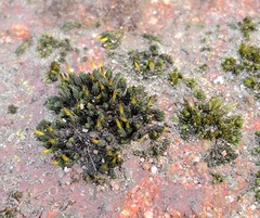 Orthotrichum anomalum