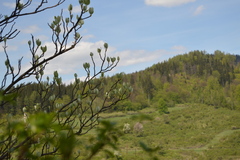 Torminalis glaberrima