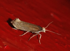 Ypsolopha parenthesella