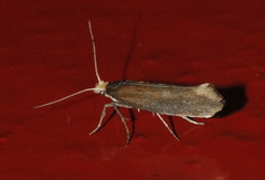 Ypsolopha parenthesella