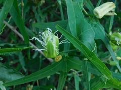 Passiflora misera