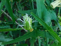 Passiflora misera